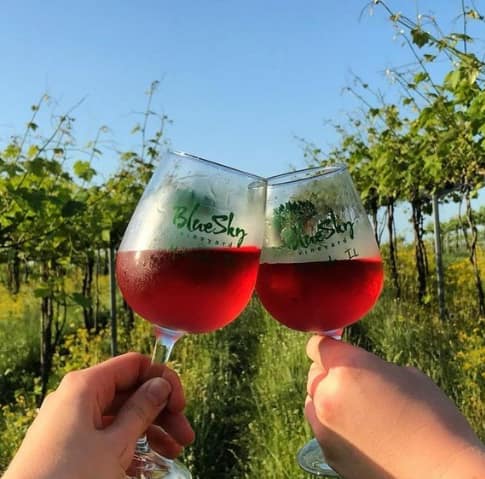 Two Blue Sky Vineyard glasses with red wine in vineyard.